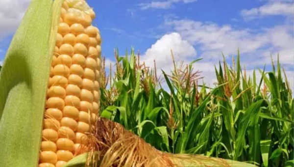 Cultivo do milho segunda safra no Acre tem risco climático aprovado pelo Mapa